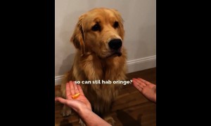 Golden Retriever adorably falls for magic trick