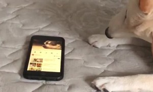 Pup Tries to Help Dogs on Phone