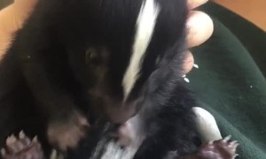 Cute Baby Skunk