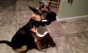 Pup Gets Caught Red-Pawed