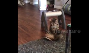 Is she a dog? Cat catches her tail in bizarre role reversal