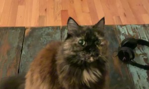 Making the Cat Cranky