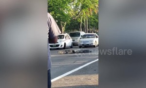 Enormous crocodile holds up multiple lanes of traffic in Mexico