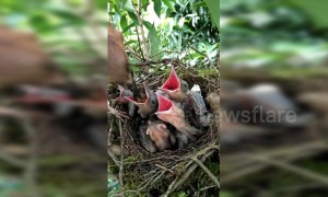 Watch as a Eurasian jay feeds its 5 babies in China