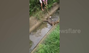 Caring vet adopts monitor lizard who was attacked and dumped in ditch by Thai factory workers