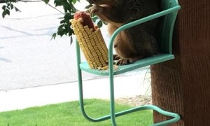 Squirrel Sits for a Snack