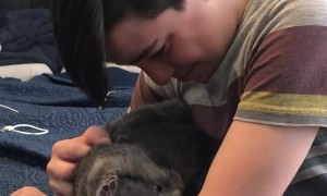 New Cat is the Purrfect Pal