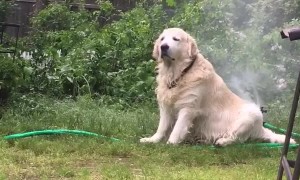 Relaxed Pup Cools Off