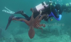 Giant octopus launches attack on diver off Sea of Japan