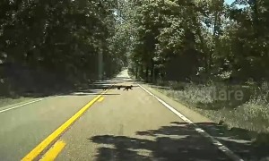 Bear with us! Mama bear and four cubs make driver wait as they dash across US road