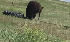 Buffalo Finds Toy His Own Size