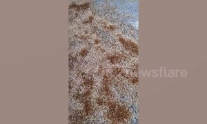 Thousands of winged ants carpet ground after rains