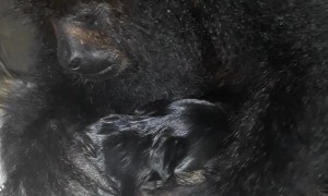 Howler Monkey Sees First Puppy
