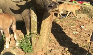 Chainsaw Required for Animal Rescue