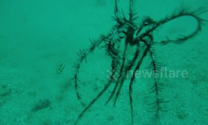 Diver encounters rare feather-like starfish off Croatia