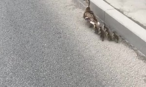 Ducks Cause Some Chaos on Russian Road