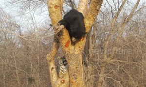 Watch the moment bear turns around and scares off tiger in northwest India