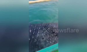 Tourists amazed as whale shark breaches inches from their boat off the Philippines
