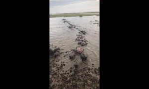 Herd of buffalo form line to wade through flood waters in Thailand