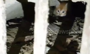 Frightened kitten rescued after hiding in storm drain to escape pack of wild dogs