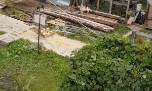 Puma Chases Man in Backyard