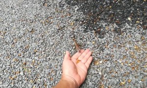 Wild lizard takes food from hand