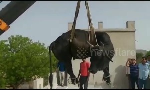 Bull removed from roof of family home with crane