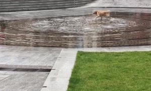 Playing Pup Finds Fun in a Fountain
