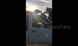 The good boys of summer: helpful dogs ride on top of truck