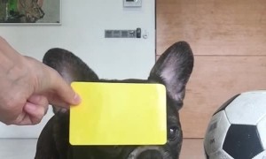 French Bulldog Wants to be a Football Referee