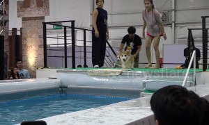 Dog diving diva: Smart Jack Russell dodges effort in event unlike Corgi competitors