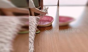 Chinese woman catches French bulldog attempting to jump out of basket