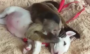 Monkey Grooms Puppy Pal