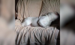 Dog Gets Ready for his Nap