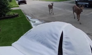 Random Deer Join Run