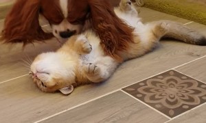 Dog Kisses and Caresses the Cat