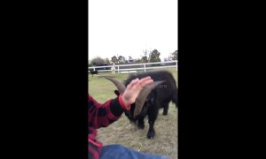 Billy goat in Texas refuses to be calmed down by owner's serenading