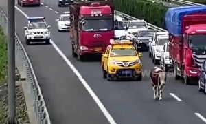 Cow strolls along busy motorway after falling from a transport truck in China