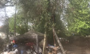 Branch Felling Goes Bad