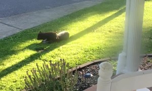 Pig and Pup are Perfect Play Pals