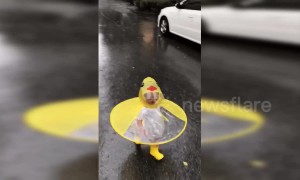 Baby girl in a duck themed coat joyfully runs through the rain in Shanghai