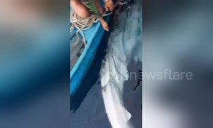 Indonesian fishermen rescue and release whale shark that was entangled in their net