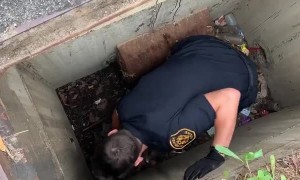 Mother duck waits as officers save ducklings