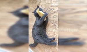 British shorthair cuddles and licks a tiny duckling in China