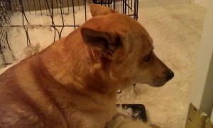 Guilty Dog Won't Look at Owner – LOL