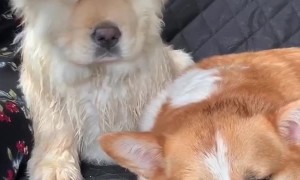 Sleepy dog naps on top of his best friend