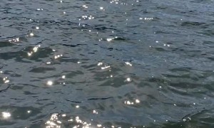 Deceased Mountain Lion Floats past Family in Boat