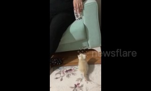 Kitten has an adorable attempt to jump onto a couch in Turkey