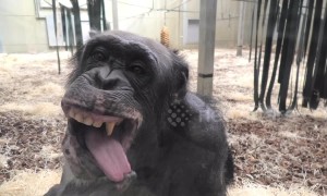 Chimp with ridiculously expressive face checks herself out in window