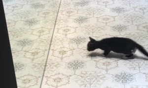 Kitten Faces Off in a Mirror Match